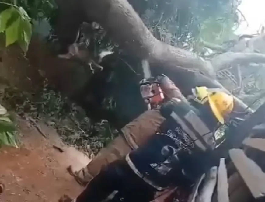 Mujer se salva de milagro tras caer un feroz árbol sobre su vivienda