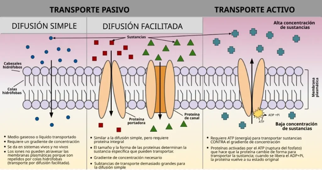 Qué es el transporte pasivo