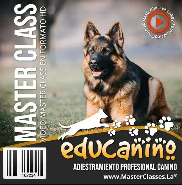 adiestramiento canino conviertete en un entrenador de perros