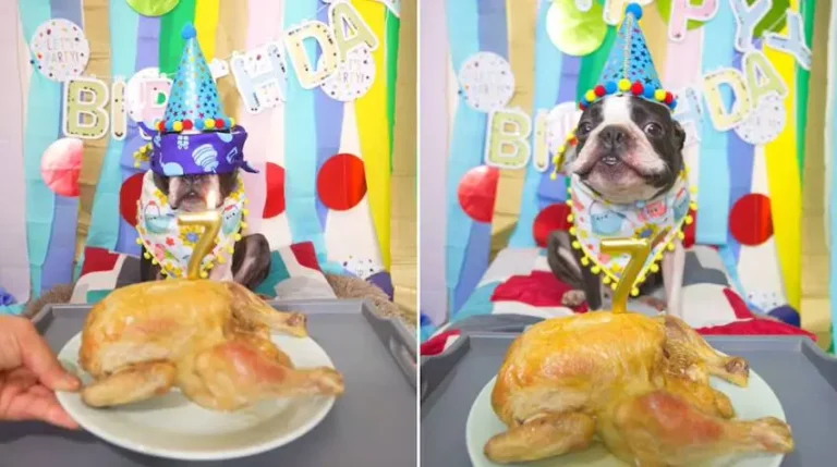 Fiesta sorpresa de cumpleaños para un perro se vuelve viral