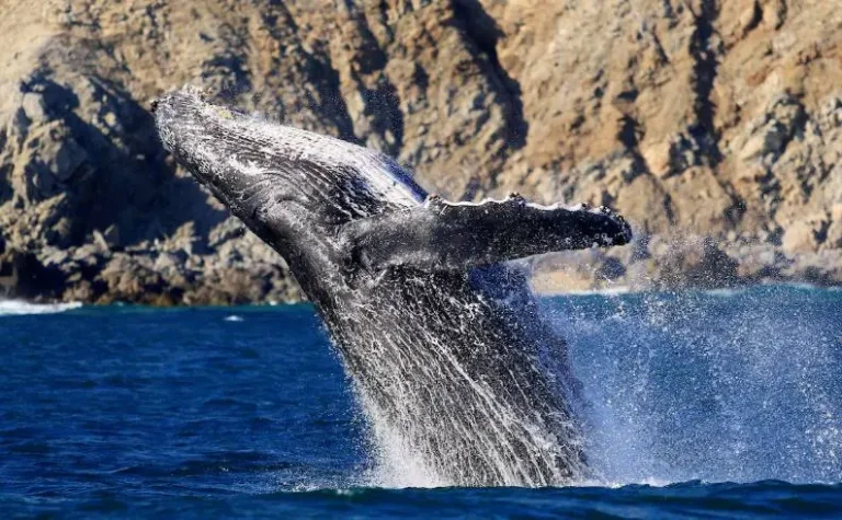 ¡Increíble! Una ballena jorobada sorprende a un joven en Kayak Chile