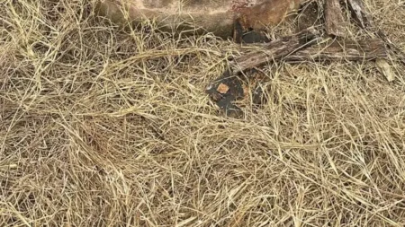 Rescatan con vida a niña que cayó en pozo de 15 metros Rescatan con vida a niña que cayó en pozo de 15 metros