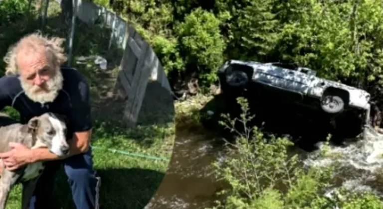 Un perro recorre más de 6 kilómetros para salvar a su dueño tras un accidente