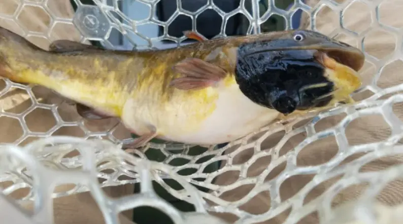 Descubren cáncer transmisible entre peces de agua dulce por primera vez Foto: Vermont Fish & Wildlife.