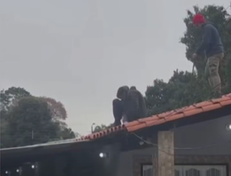 VIDEO Insólito caso Ladrón dormilón